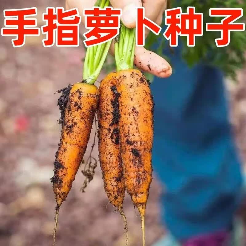 迷你拇指胡萝卜种子超甜儿童水果手指萝卜四季阳台盆栽小萝卜种子