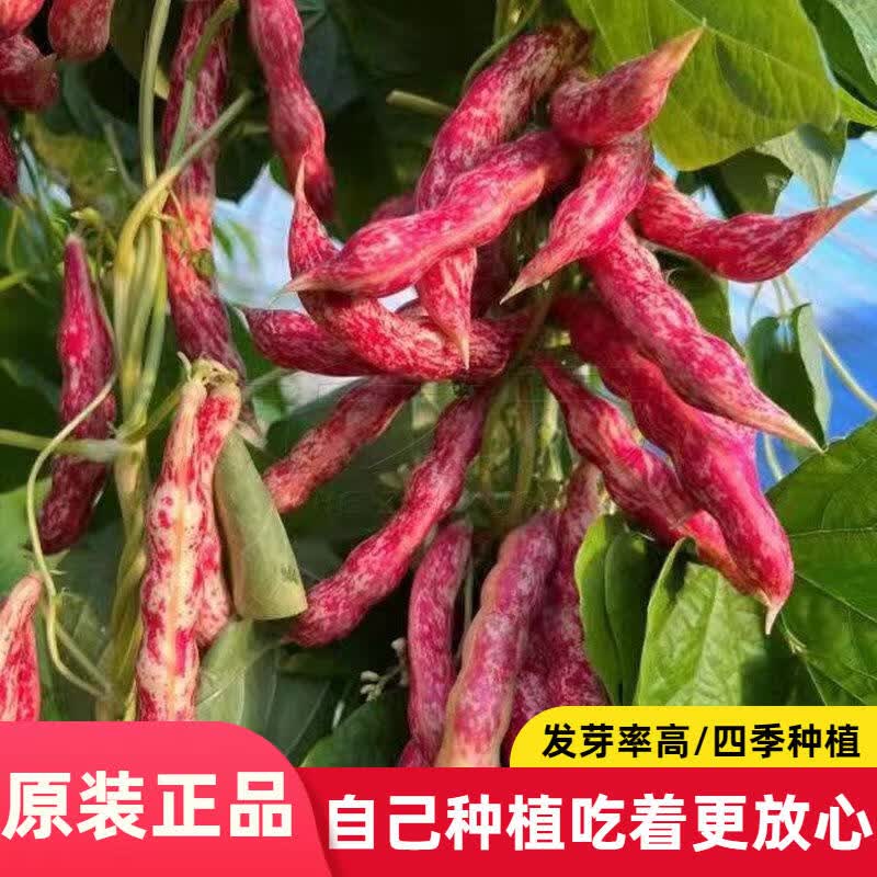 红金钩豆角种子家雀蛋豆角种子东北丰产油豆角种子芸豆架豆菜种子