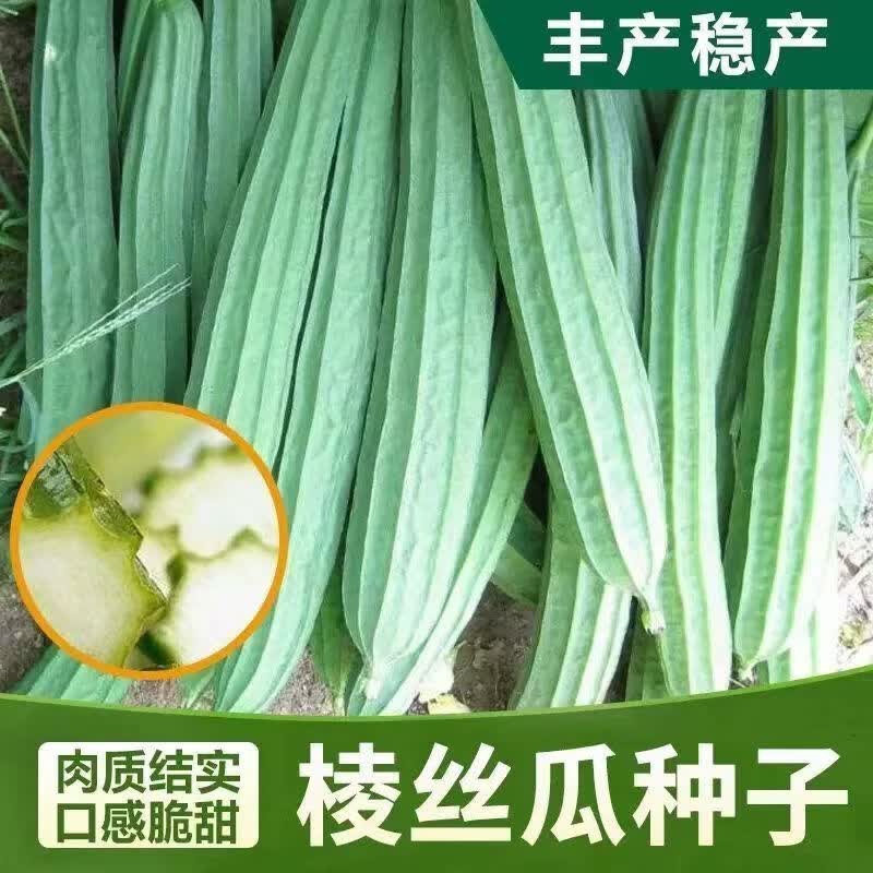 特长棱角丝瓜种子四季八角丝瓜 菱角丝瓜种水丝瓜棱瓜棱丝瓜种籽
