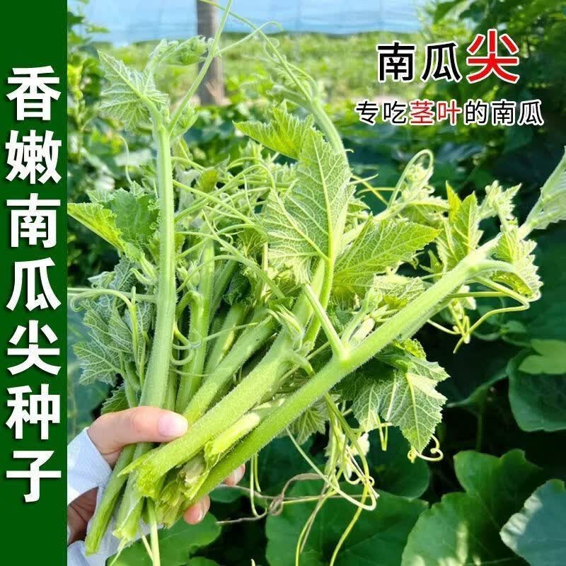南瓜尖种子耐热南瓜尖种籽质地柔软无苦涩春夏秋冬四季蔬菜种孑