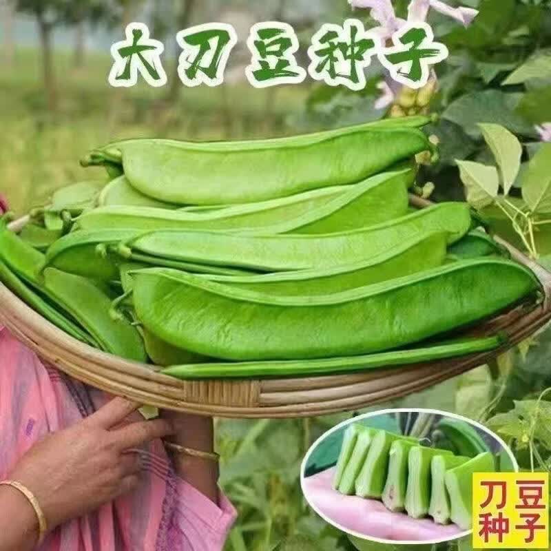 刀豆种子大红刀豆巨型大豆角种籽巴西刀豆四季爬藤蔬菜菜豆角种子