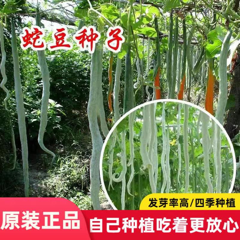 蛇豆种子蛇形长豆角夏播种子地栽蔬菜种子播口感好蛇蛇果丝瓜