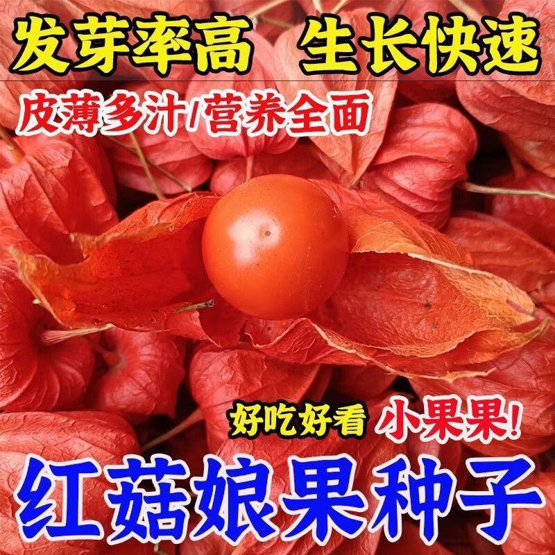 红姑娘种子东北野生红菇娘洋甜菇娘灯笼果水果可阳台盆栽种子