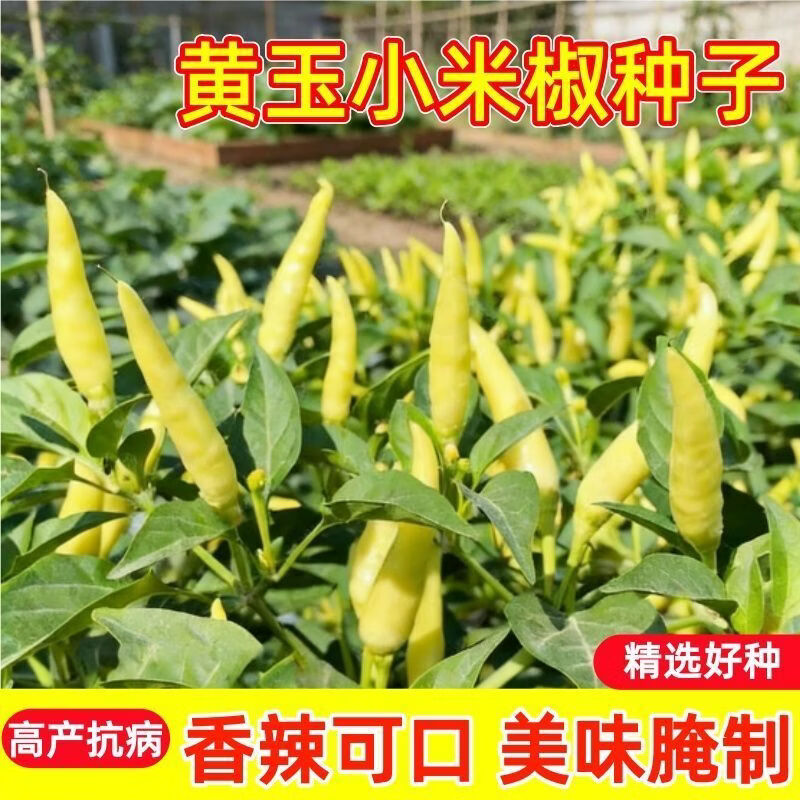黄小米辣椒种子野山椒新鲜泡椒种籽高产春季农家蔬菜种子