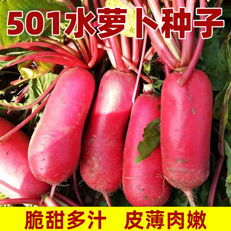 当季新种501水萝卜种子春秋四季种农家庭院蔬菜种子红皮水萝卜种