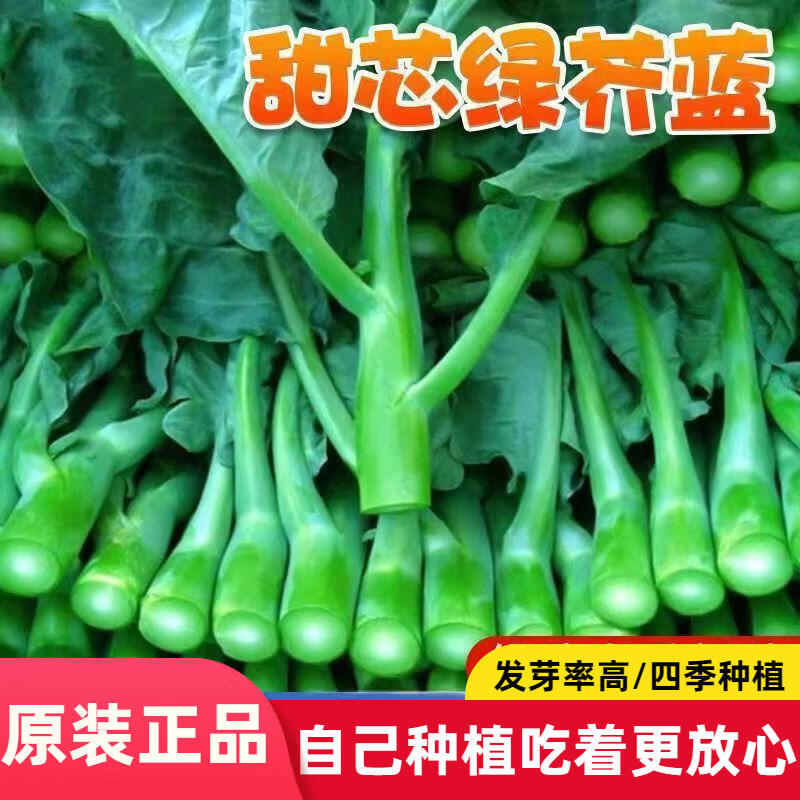 甜芯绿芥蓝种子广东鸡腿芥兰种籽播阳台盆栽耐热耐寒蔬菜种子