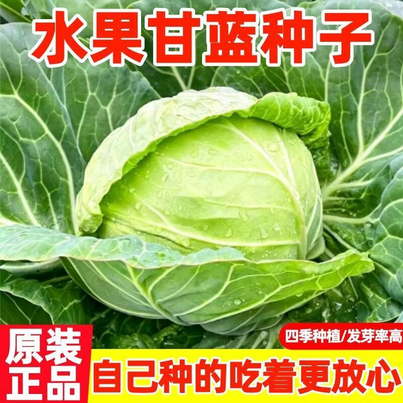 四季播种水果甘蓝种子莲花白种籽卷心菜包菜种子农家高产蔬菜种子
