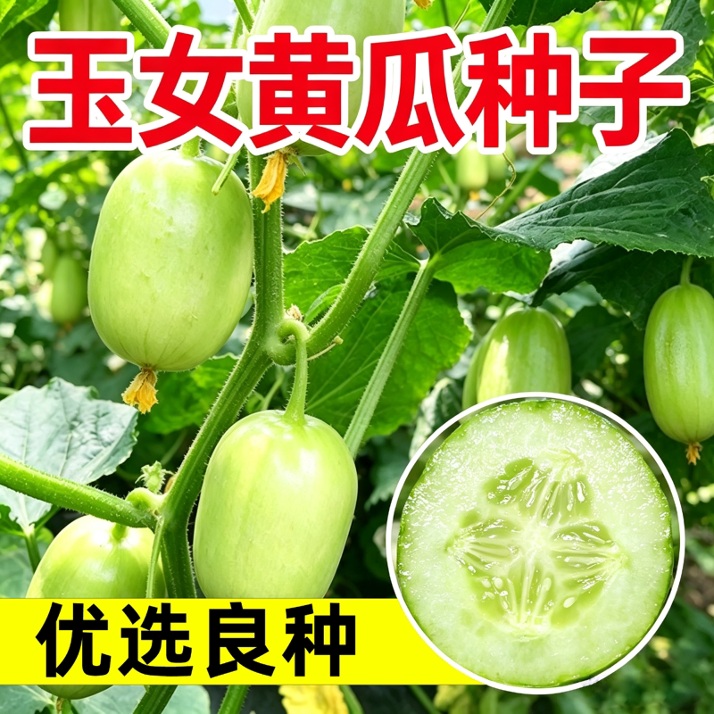 迷你玉女水果黄瓜种子生吃脆甜无渣小黄瓜籽四季盆栽阳台蔬菜种子