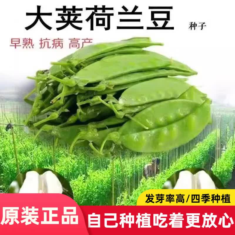 大荚荷兰豆种子高产豌豆种籽甜脆大荚豌豆尖耐寒蔬菜种植