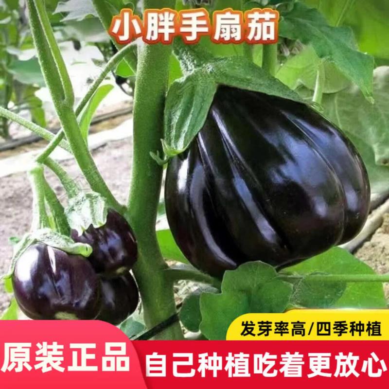 小胖手扇茄种子高产扇茄小茄子种籽扇形茄种子阳台盆栽扇茄子