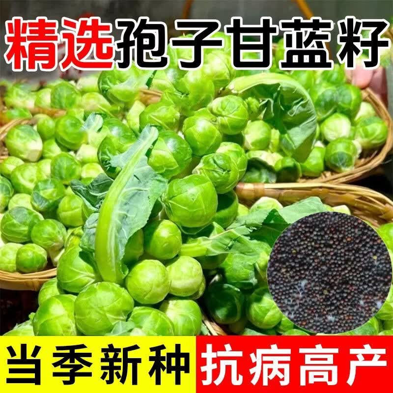 抱子甘蓝孢种子甘蓝菜种子苗蔬菜小头菜小包菜卷心蔬菜种子