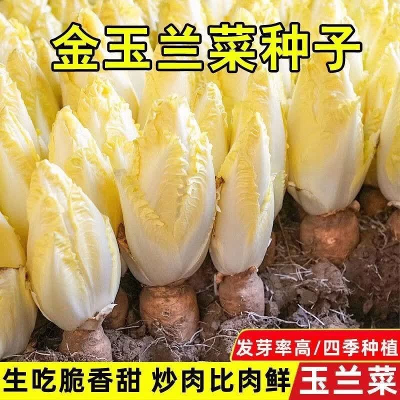 四季金玉兰菜种子多年生秋冬蔬菜种子籽高产庭院阳台种植奶油快菜