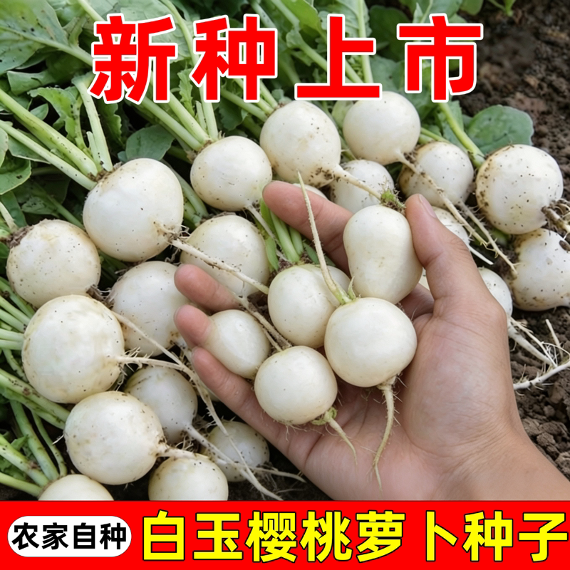 白樱桃白玉小萝卜种子脆甜水果萝卜种籽春秋阳台小圆萝卜籽