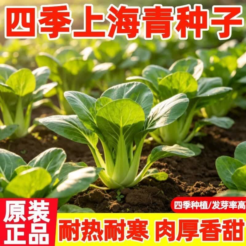 上海青油青菜散装种子四季可种白梗速生耐寒耐高温农家蔬菜种子