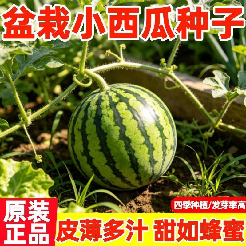 超甜薄皮盆栽小西瓜麒麟种蜜罐无籽小西瓜四季种植阳台庭院水果种