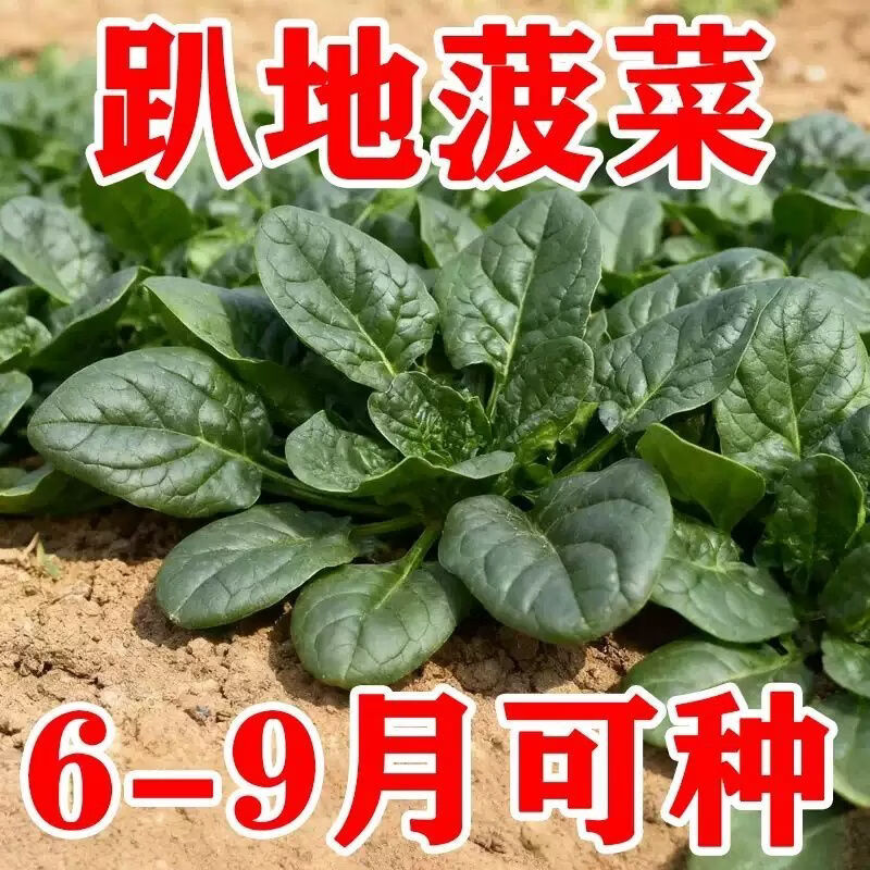 黑圆叶趴地菠菜种子生长速度快高产耐寒耐热四季种植蔬菜种子