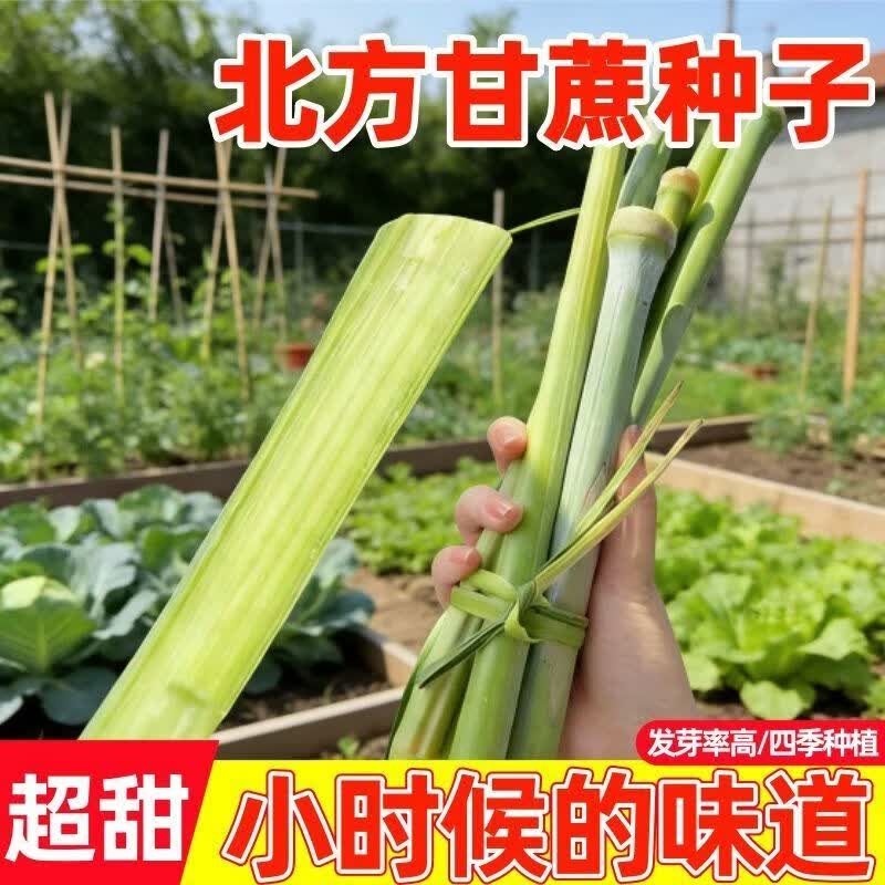 甜杆种子超甜高粱杆籽北方甘蔗种籽高糖多汁春季农作水果甜杆种子