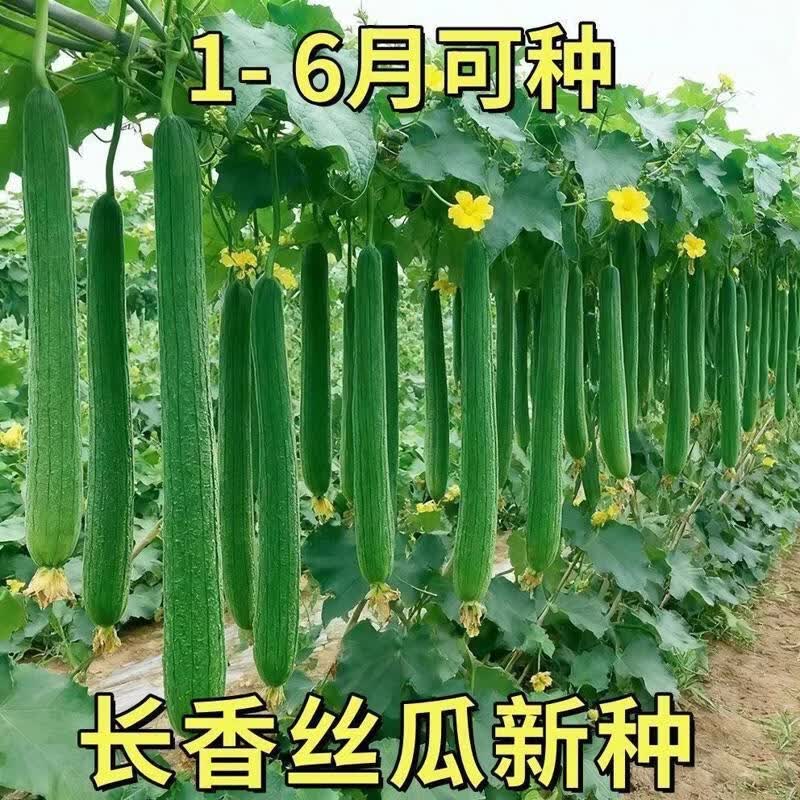 长香丝瓜种子早熟高产顺直耐热爬藤特长丝瓜庭院阳台四季蔬菜种籽