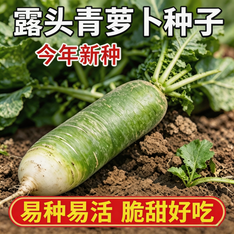 露头青萝卜种子大青萝卜籽高产抗病多季播种蔬菜早熟大青萝卜种籽
