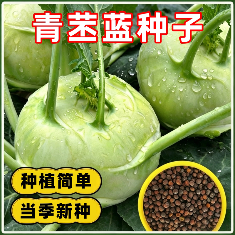 青苤兰天津苤蓝大头菜生吃脆甜水果芥兰四季秋冬耐寒甘蓝种子蔬菜