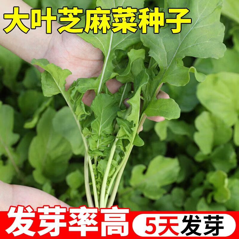 大叶芝麻菜种子好活易种 四季播香味可口 清炒更香 臭菜野菜种子