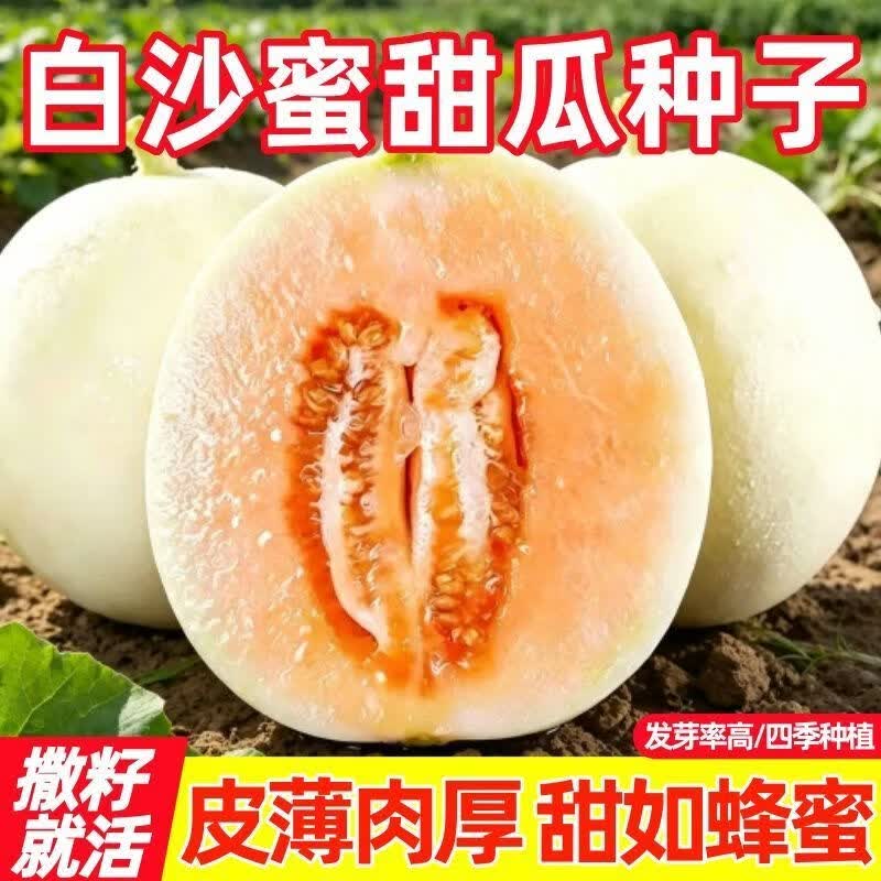超甜白沙蜜甜瓜种子超甜早熟香瓜籽白沙糖甜瓜可四季高产甜瓜种子