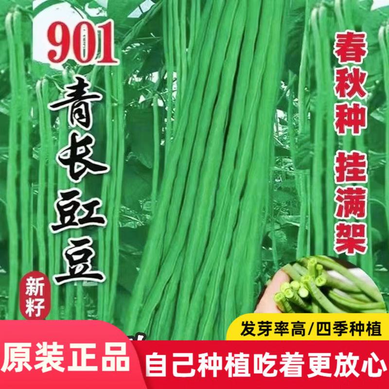 特长901豇豆种子需搭架豆角种籽高产老品种豆角种孑豆荚蔬菜种子