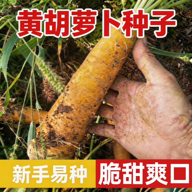 齐头黄胡萝卜种子黄色水果萝卜种籽生吃农家菜园庭院秋季蔬菜种孑