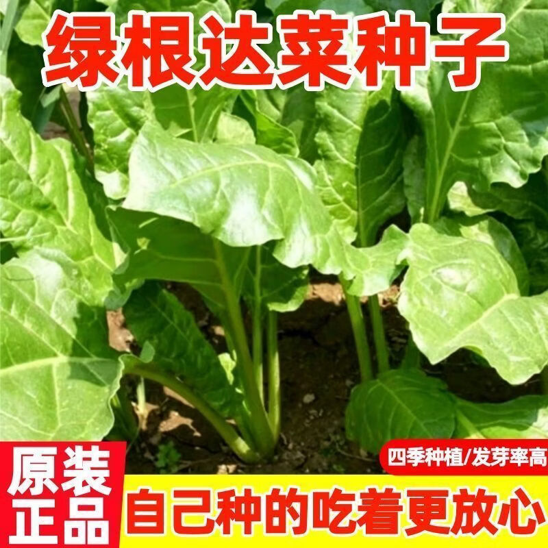 根达菜种子籽耐热耐寒盆栽君子菜春秋四季庭院冬季蔬菜种子大全