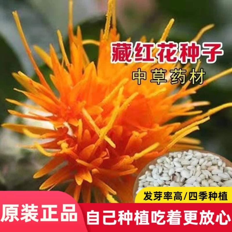养生藏红花种子 藏红花种籽 纯疆无刺种孑春种植