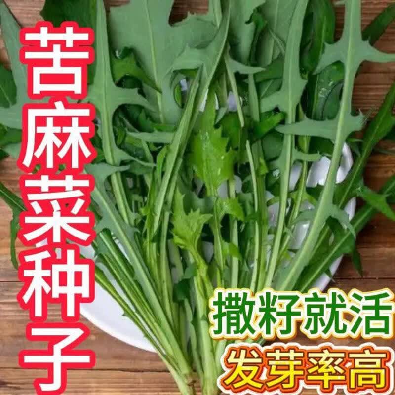 苦麻菜种子养鸡鸭鹅牧草种子苦麦菜鹅菜种苦唛菜春夏秋季种子