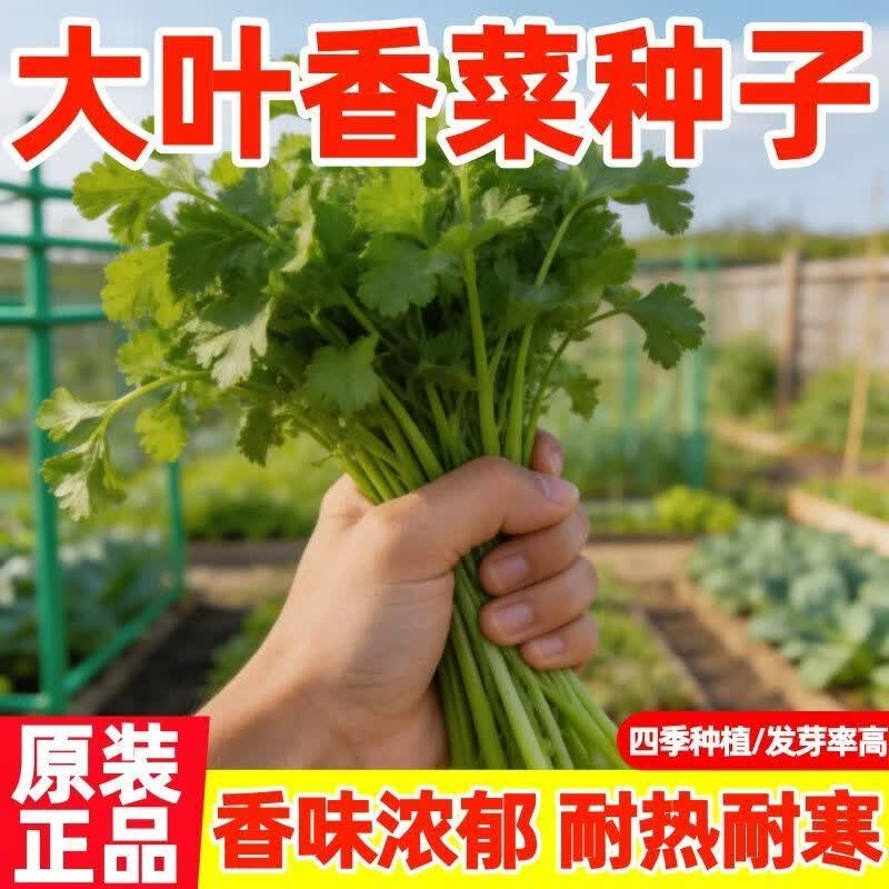 四季大叶香菜种子四季大叶速生菜耐寒耐热庭院盆栽易种蔬菜种籽