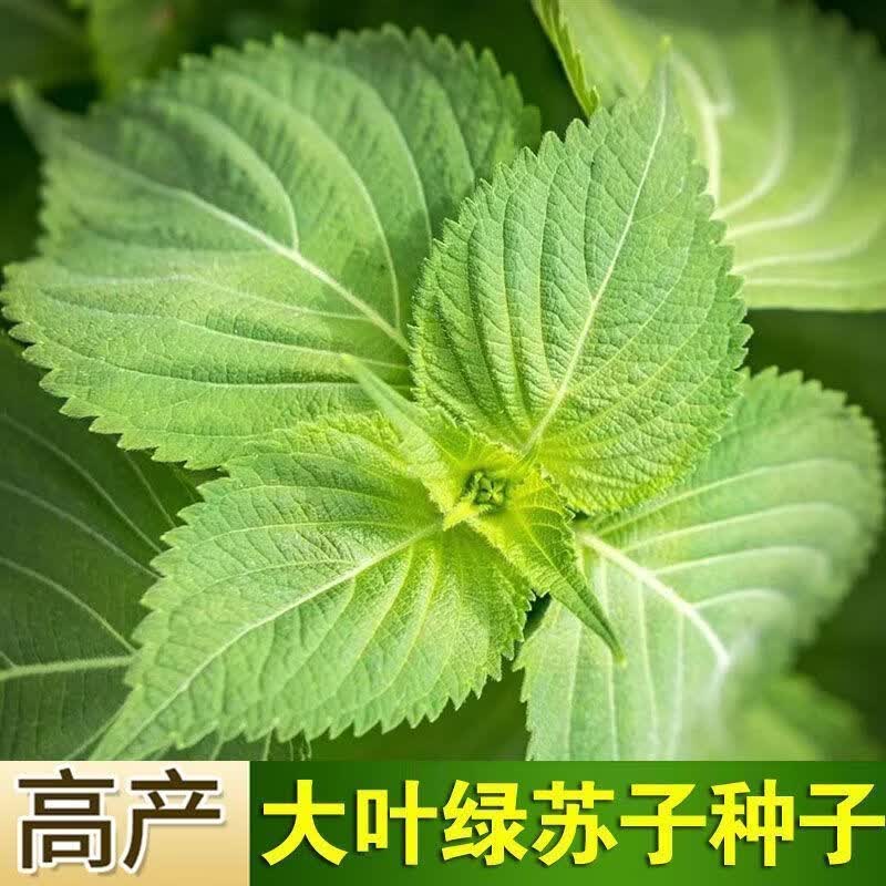 大叶绿苏子种子紫苏菜籽可食用蔬菜麻桂荏香草香料阳台可盆栽庭院