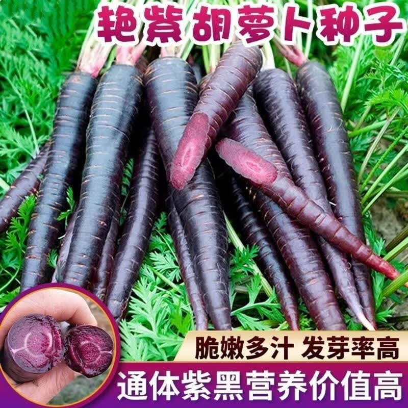紫色胡萝卜种子紫皮紫心萝卜种子高产夏季胡萝卜籽四季水果萝卜籽