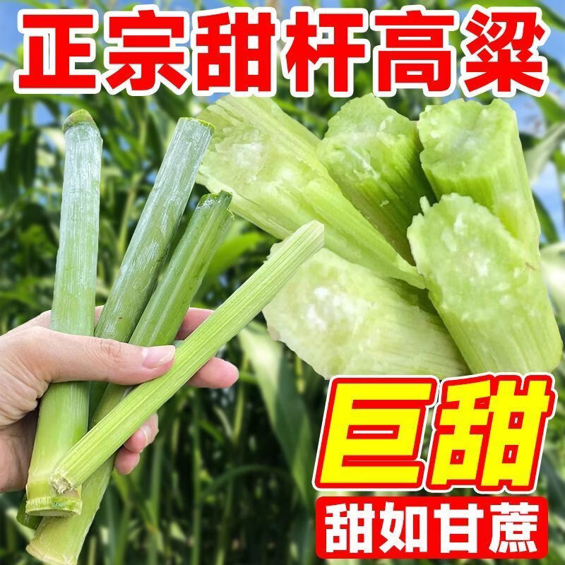 高产甘蔗种子黑皮甘蔗 四季播种 北方甘蔗 南方甘蔗 甜杆种子