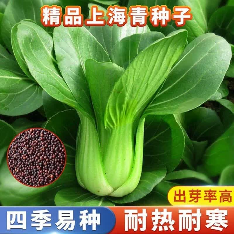 上海青种子盆栽阳台易种小青菜油菜快菜种子四季播种蔬菜种籽