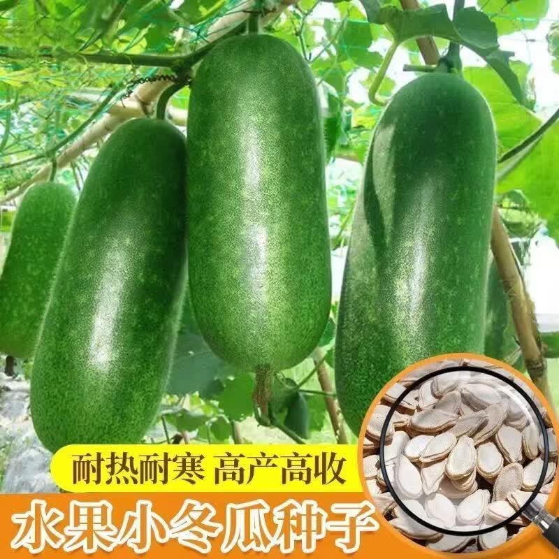 【】早绿小冬瓜种子毛节瓜青皮节节瓜四季高产蔬菜种子