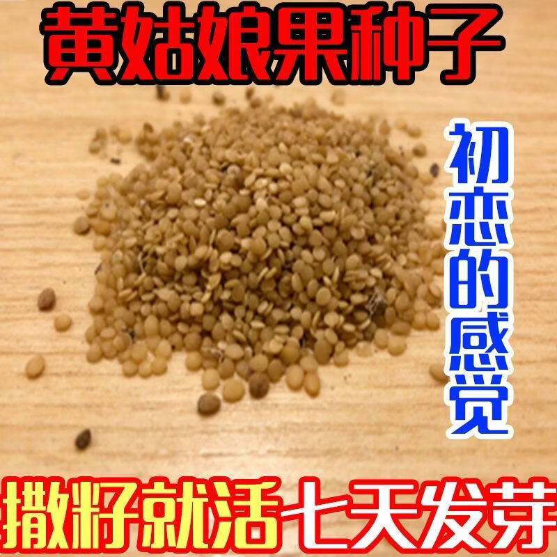 东北姑娘果奶香大黄菇娘种子春季超甜大果奶油黄菇娘种灯笼果种籽