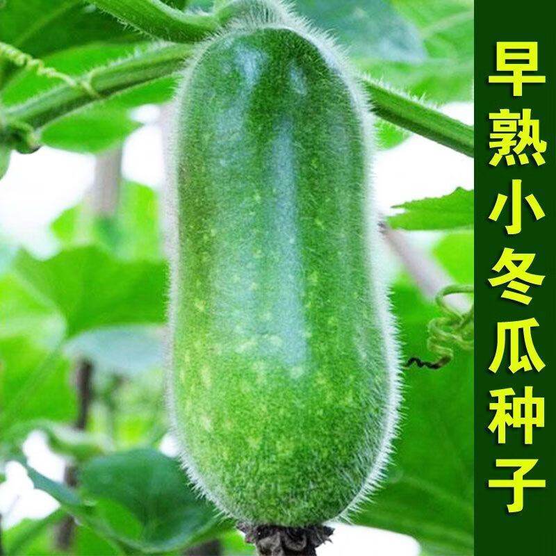 早熟小冬瓜耐热迷你毛冬瓜水果冬瓜四季早熟高产蔬菜种孑大全
