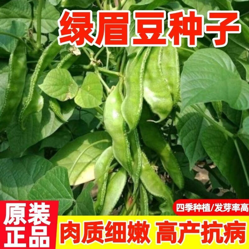 绿眉豆农家宽荚绿眉豆宽大猪耳朵扁豆种籽青眉豆种子