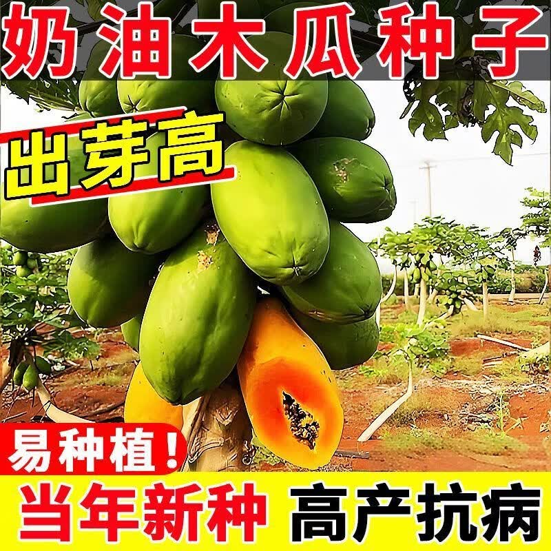 奶油木瓜种子四季牛奶木瓜籽青木瓜红妃木瓜杂交耐寒矮株型种子