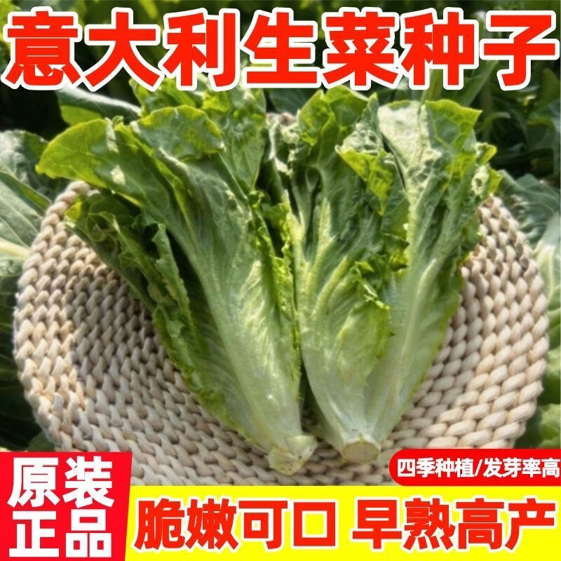 意大利生菜奶油玻璃生菜种子生吃耐寒耐热种子阳台庭院可播种四季