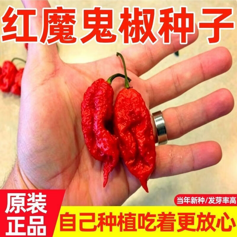红魔鬼椒种子云南涮涮辣变态辣/新鲜超辣/魔鬼辣吃辣的勿死神特辣