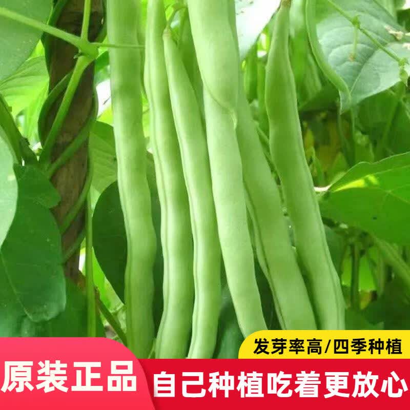 红花四季豆种子丰产无筋豆角种籽架豆芸豆种子农家播蔬菜种子