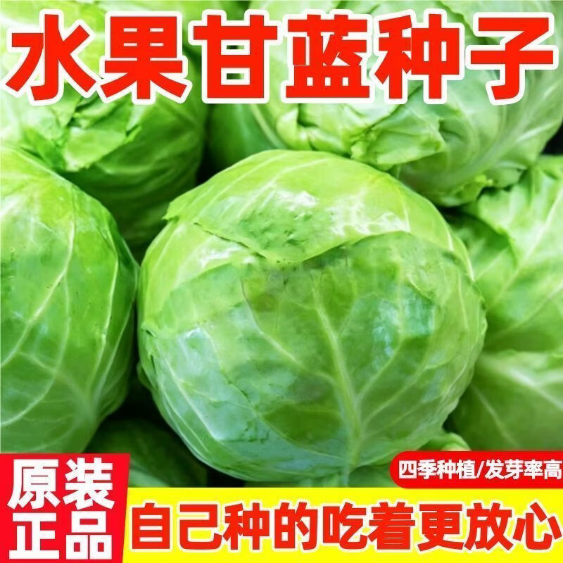 四季播种水果甘蓝种子莲花白种籽卷心菜包菜种子农家高产蔬菜种子