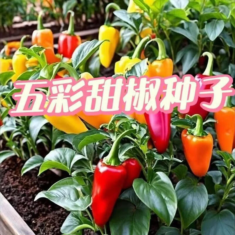 五彩甜椒种子水果菜椒不辣辣椒种籽四季庭院菜园阳台盆栽可留种籽