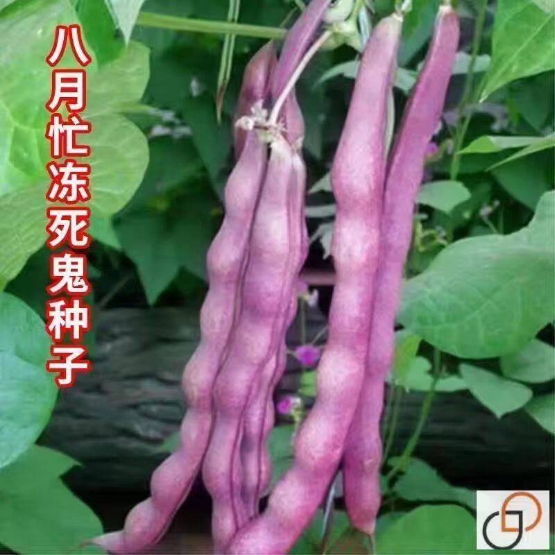 无筋高产八月忙冻死鬼豆角耐热豆角耐寒四季田园庭院豆角蔬菜种子