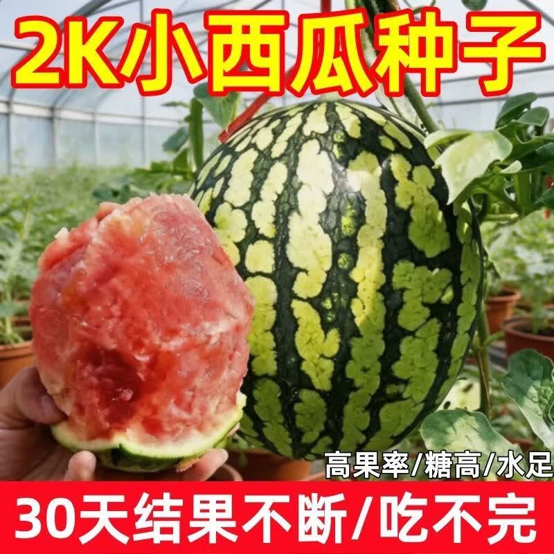 早春红玉小西瓜种子全美2K西瓜西瓜种高产南北方四季盆栽种子