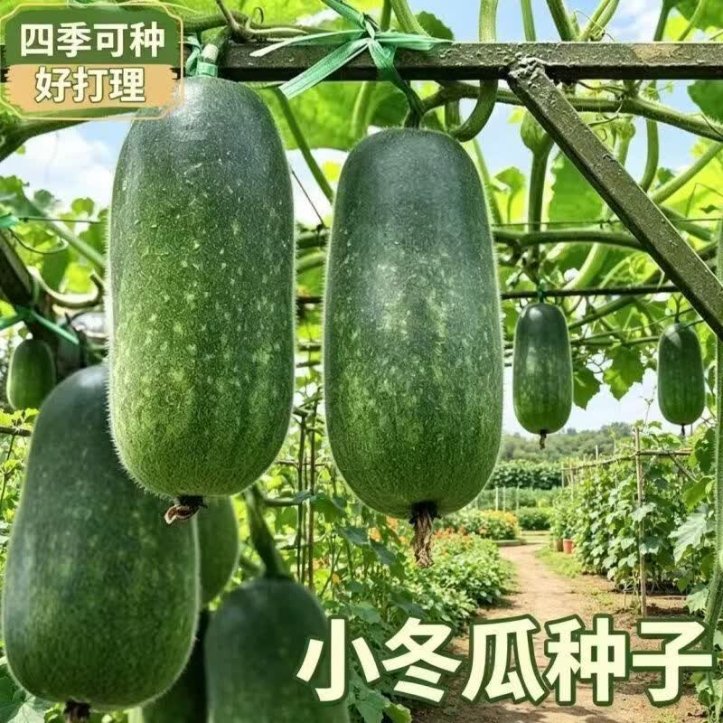 小节瓜小冬瓜种子阳台庭院爬藤节瓜种孑早熟春秋四季高产蔬菜种籽