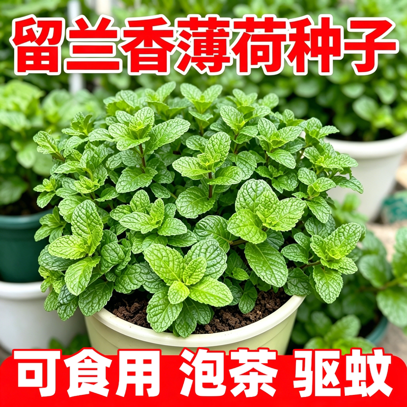留兰香薄荷种子驱蚊虫清香可食用薄荷香草菜籽可食用阳台盆栽